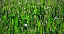Agricultura Agronegócio Plantação
