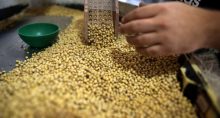 Soja Agro