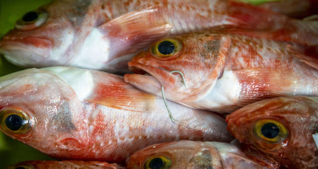 Peixes-agronegócio