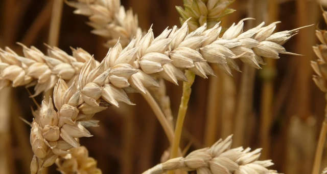 Trigo agronegócio