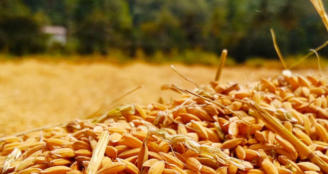 Trigo Grãos Agricultura