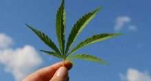 cannabis, maconha, marijuana, canabidiol