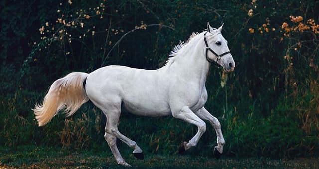 Cavalo