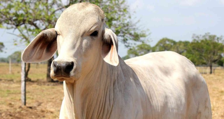 Boi: Diferença do animal para engorda e abate recua em outubro – Money ...