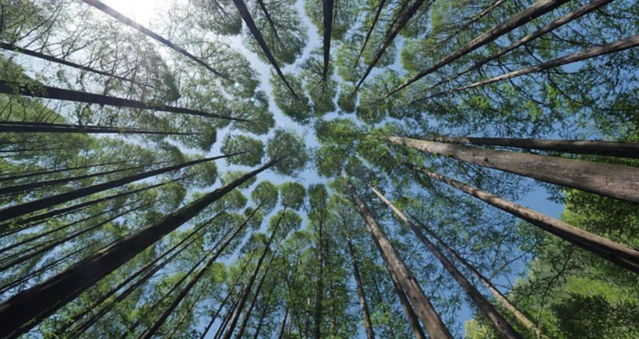 crédito de carbono preservação ambiental