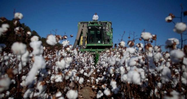 SLC Agrícola (SLCE3): O que impede o Safra de recomendar a compra da ação?