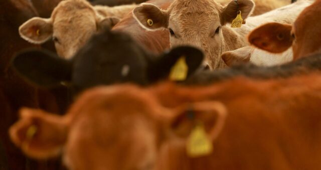 Carnes exportações