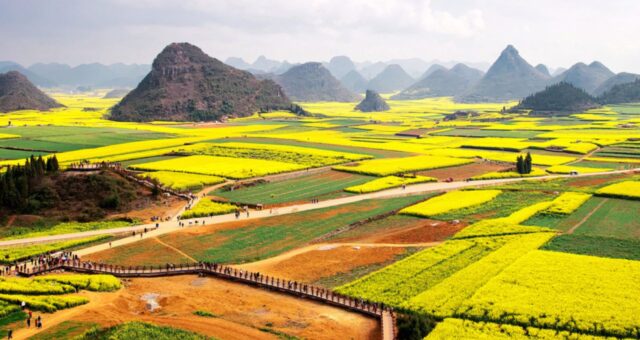 agronegócio china (1)