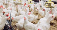 gripe-aviaria-frango-acoes-agro