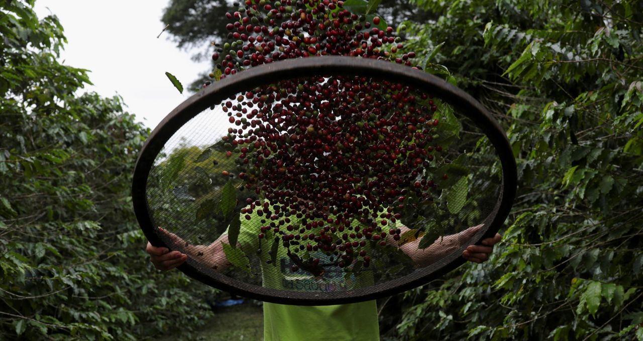 café grãos