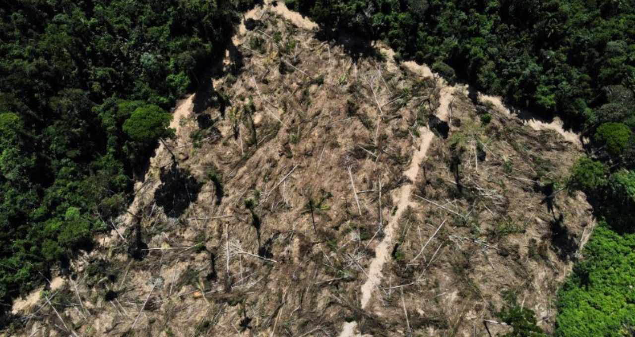 Desmatamento amazônia