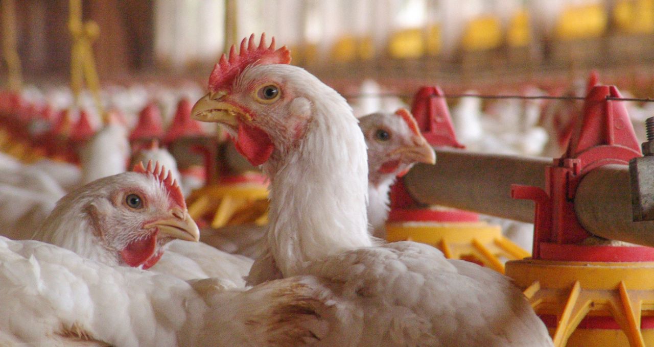 Frango aves gripe aviária china