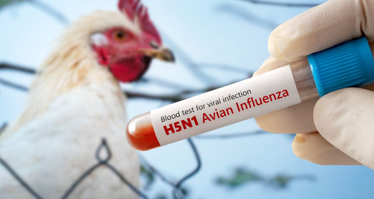 gripe aviária frango