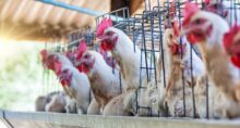 gripe aviária terra investimentos