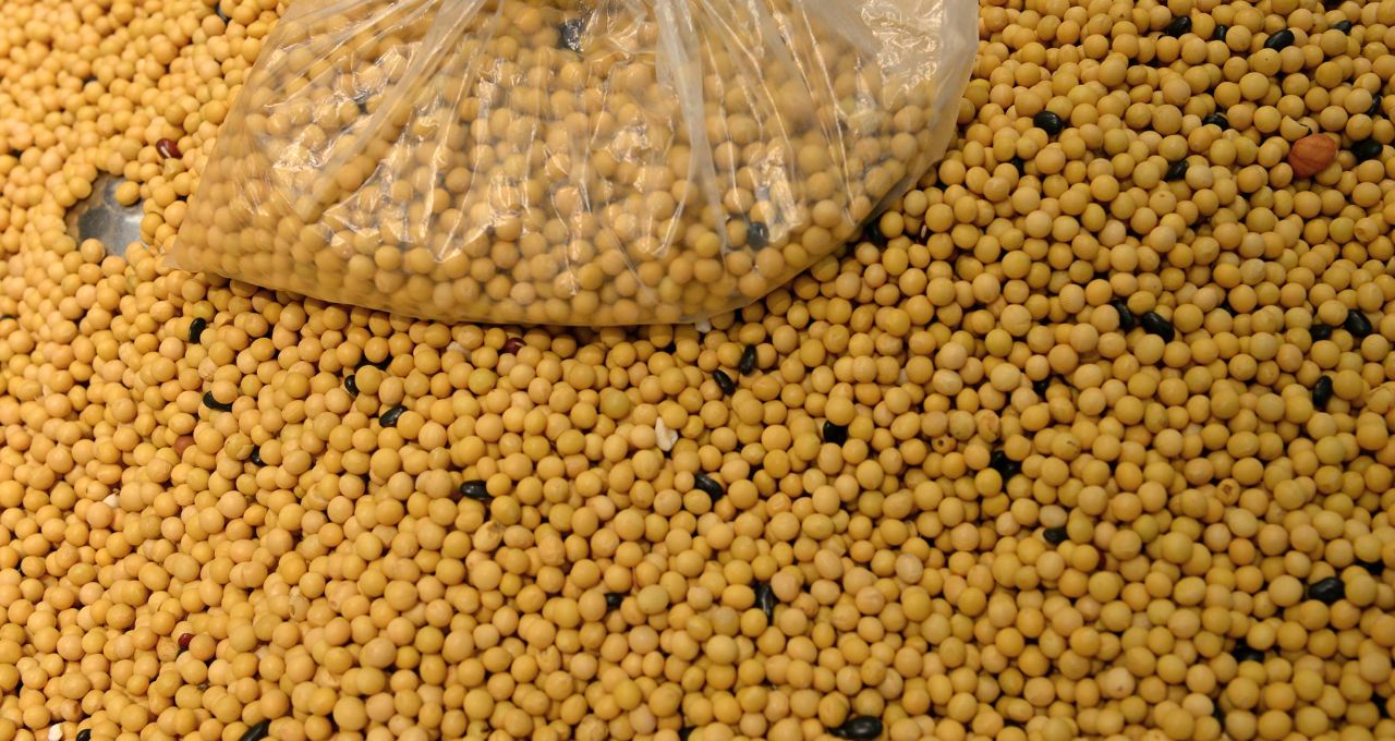 Soja imcopa