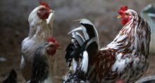 Gripe aviária frango