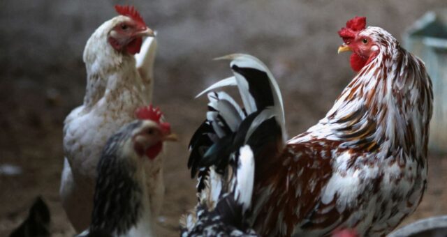 Gripe aviária frango