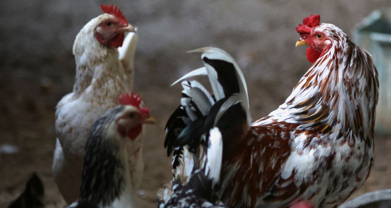Gripe aviária frango