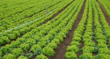 plano safra agricultura familiar (1)