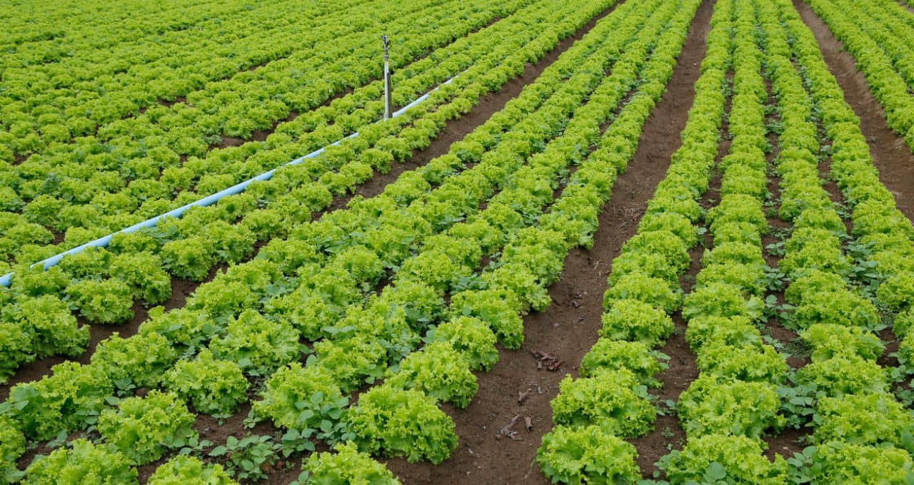 plano safra agricultura familiar (1)