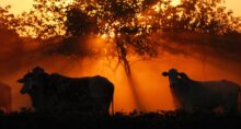 brasilagro agro3 (3)