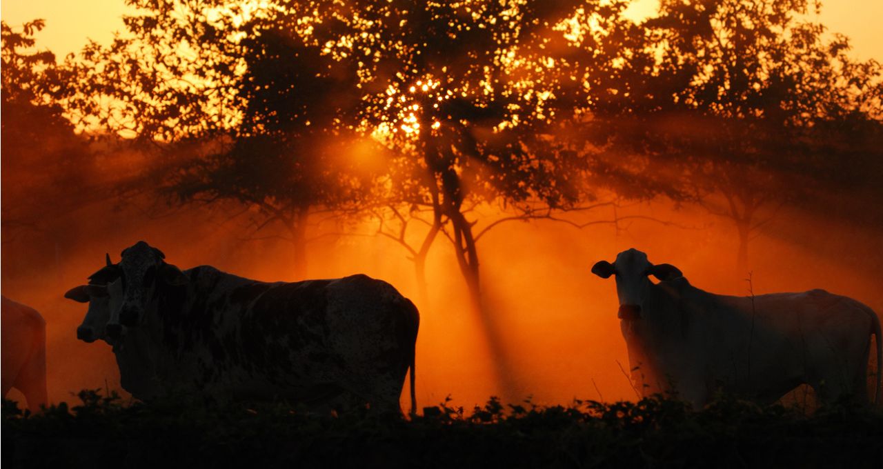brasilagro agro3 (3)