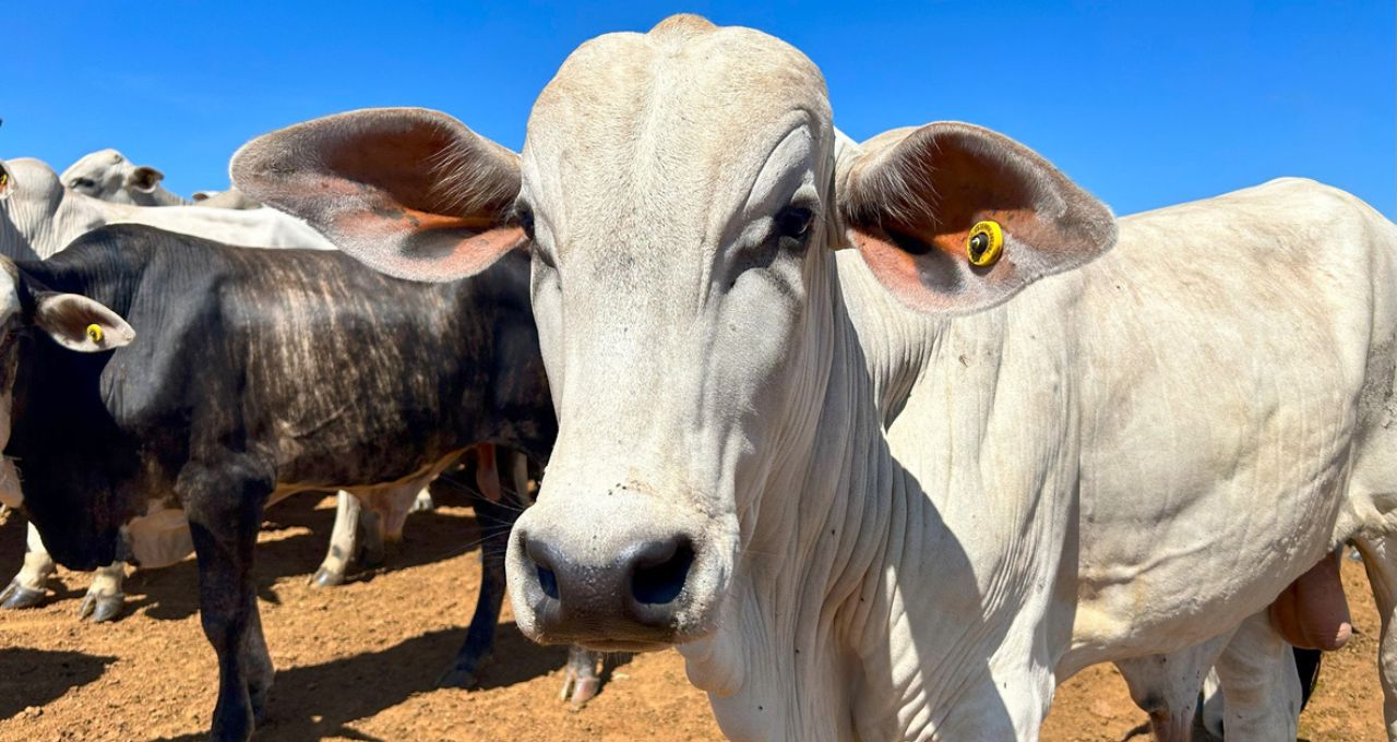 carne bovina boi