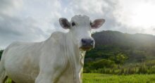 carne bovina tarifas jbs