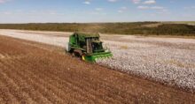 slc agrícola slce3 tarifaço algodão (1)