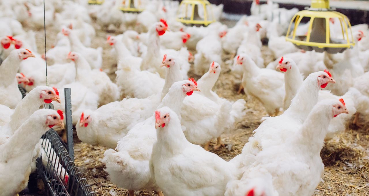 frango-agro-china-ue-exportacao