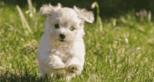 Bichon Havanês