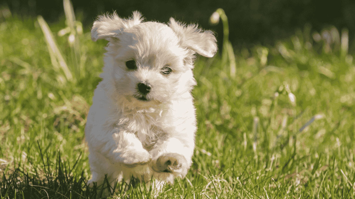 Bichon Havanês