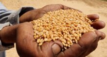 alimentos fao
