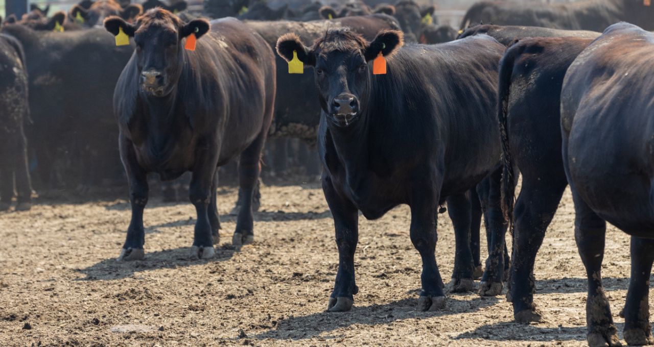 Minerva foods beef3 boi carne bovina