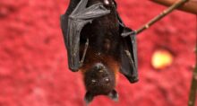 Ig Nobel