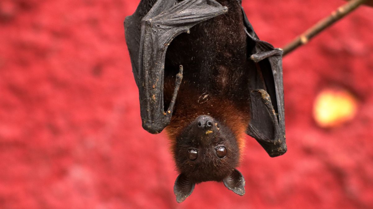 Ig Nobel 2025 Imagem: Canva Pro