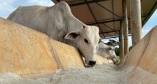 proteína animal tarifaço carnes