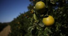 Suco de laranja greening