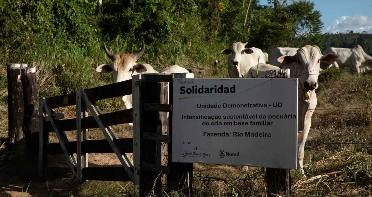 boi-agronegocio-pecuaria-amazônia