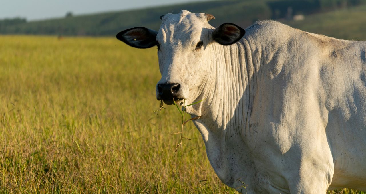 boi carne bovina gado