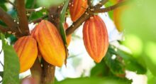 Cacau commodity