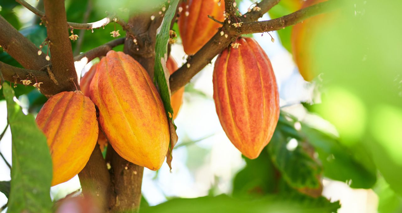 Cacau commodity