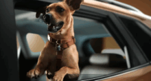 Caramelo: novo carro da Chevrolet homenageia vira-lata famoso no Brasil (Chevrolet/Reprodução)
