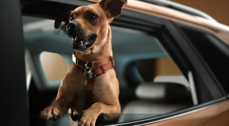 Caramelo: novo carro da Chevrolet homenageia vira-lata famoso no Brasil (Chevrolet/Reprodução)