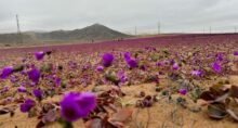 flor atacama chuvas