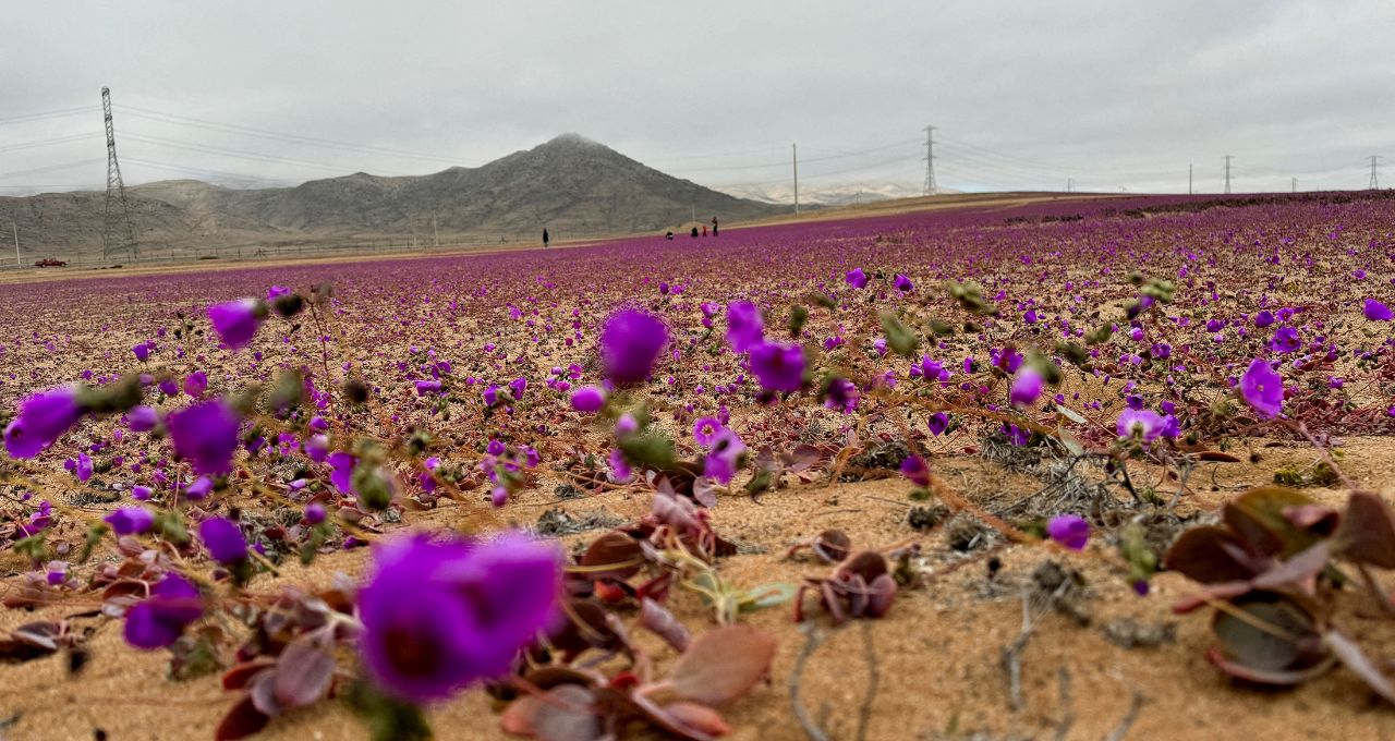 flor atacama chuvas