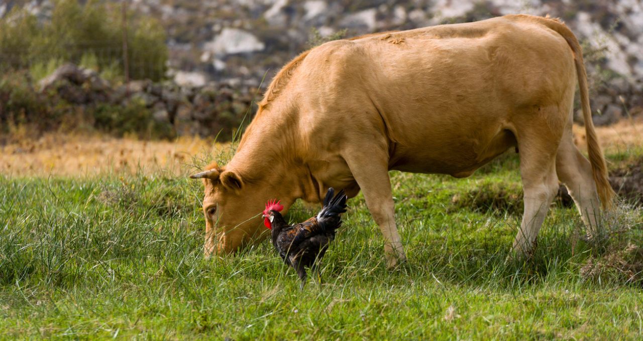 gado aves ações btg pactual