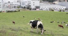 Nestlé pecuária leiteira