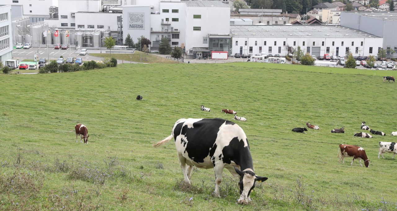 Nestlé pecuária leiteira