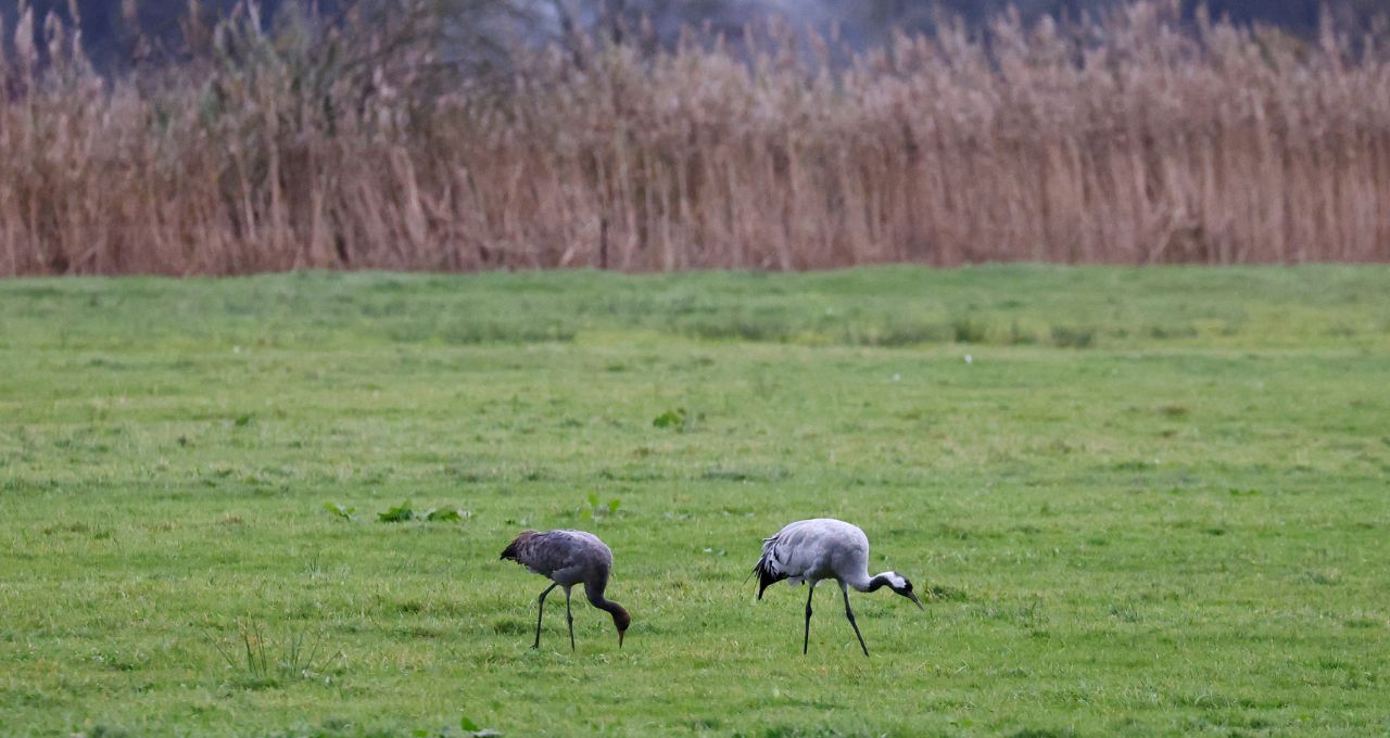 alemanha gripe aviária